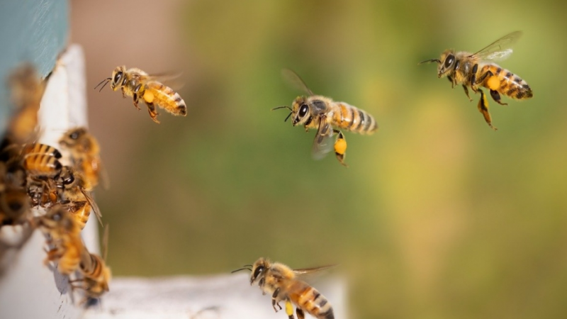 Unikalny przypadek kradzieży ula: szereg pszczół straciło życie z powodu złodziejskiego zdarzenia
