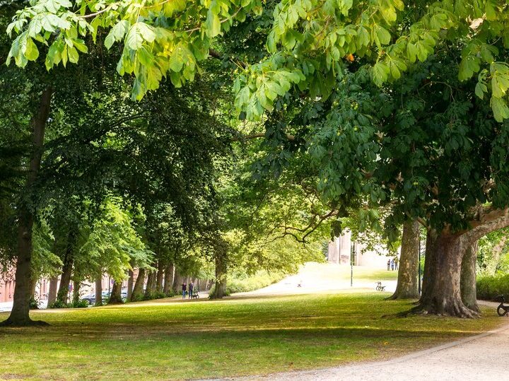 Gorzów Wlkp. zyska nowy leśny park rekreacyjny na terenie byłego poligonu