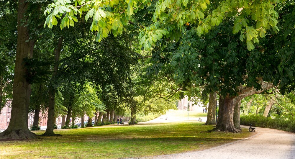 Gorzów Wlkp. zyska nowy leśny park rekreacyjny na terenie byłego poligonu