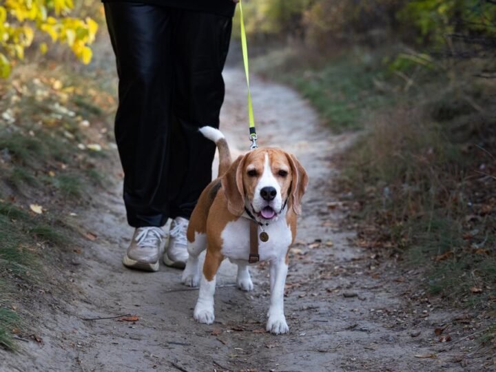 Pożegnaj lato z psem: Dogtrekking i kiermasz książek w Gorzowie!