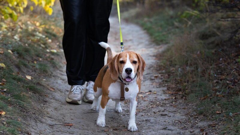 Pożegnaj lato z psem: Dogtrekking i kiermasz książek w Gorzowie!